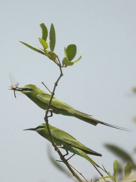 Vihermehiläissyöjä, Blue-cheeked Bee-eater, Merops persicus